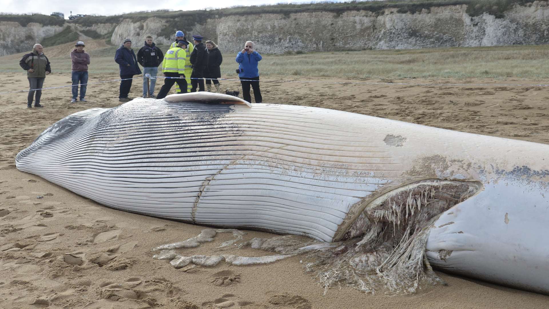A crowd gathered to see the dead whale.