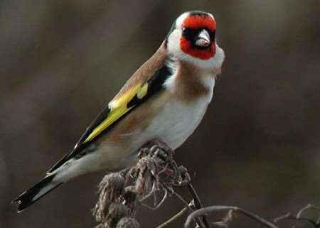 It's estimated about a quarter of gardens in the county are receiving regular visits from goldfinches