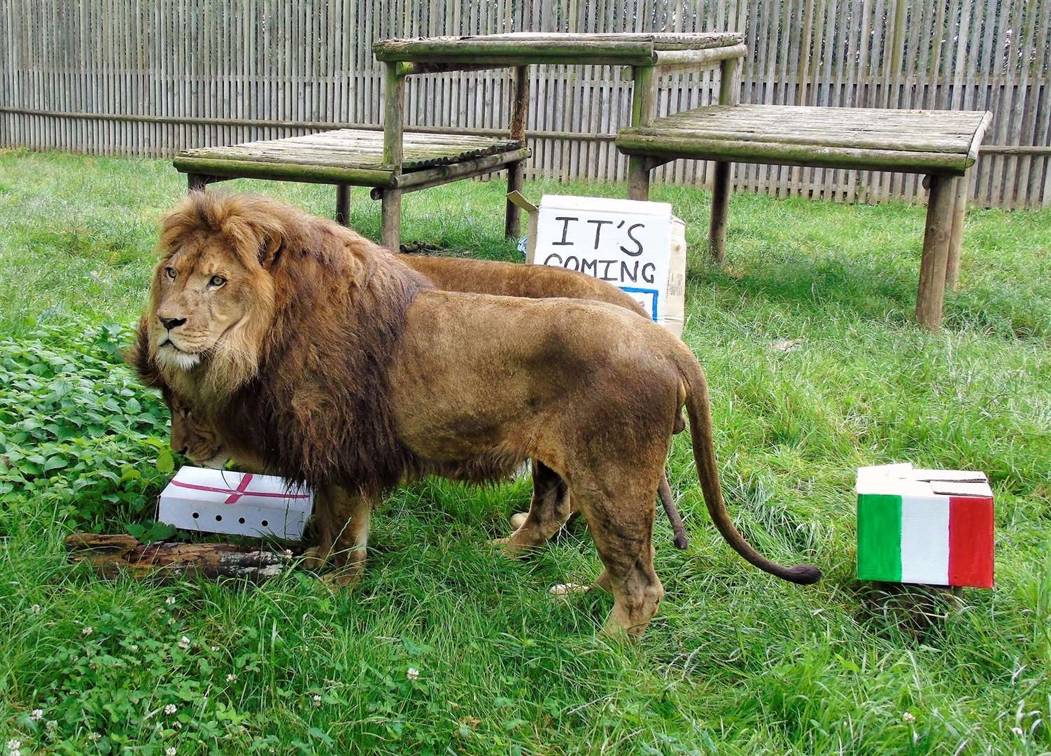 Lions at Wingham opting for an England victory. Picture: Wingham Wildlife Park/Facebook