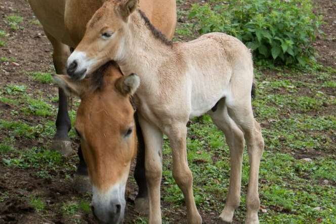 The little foal remains close to his mother's side