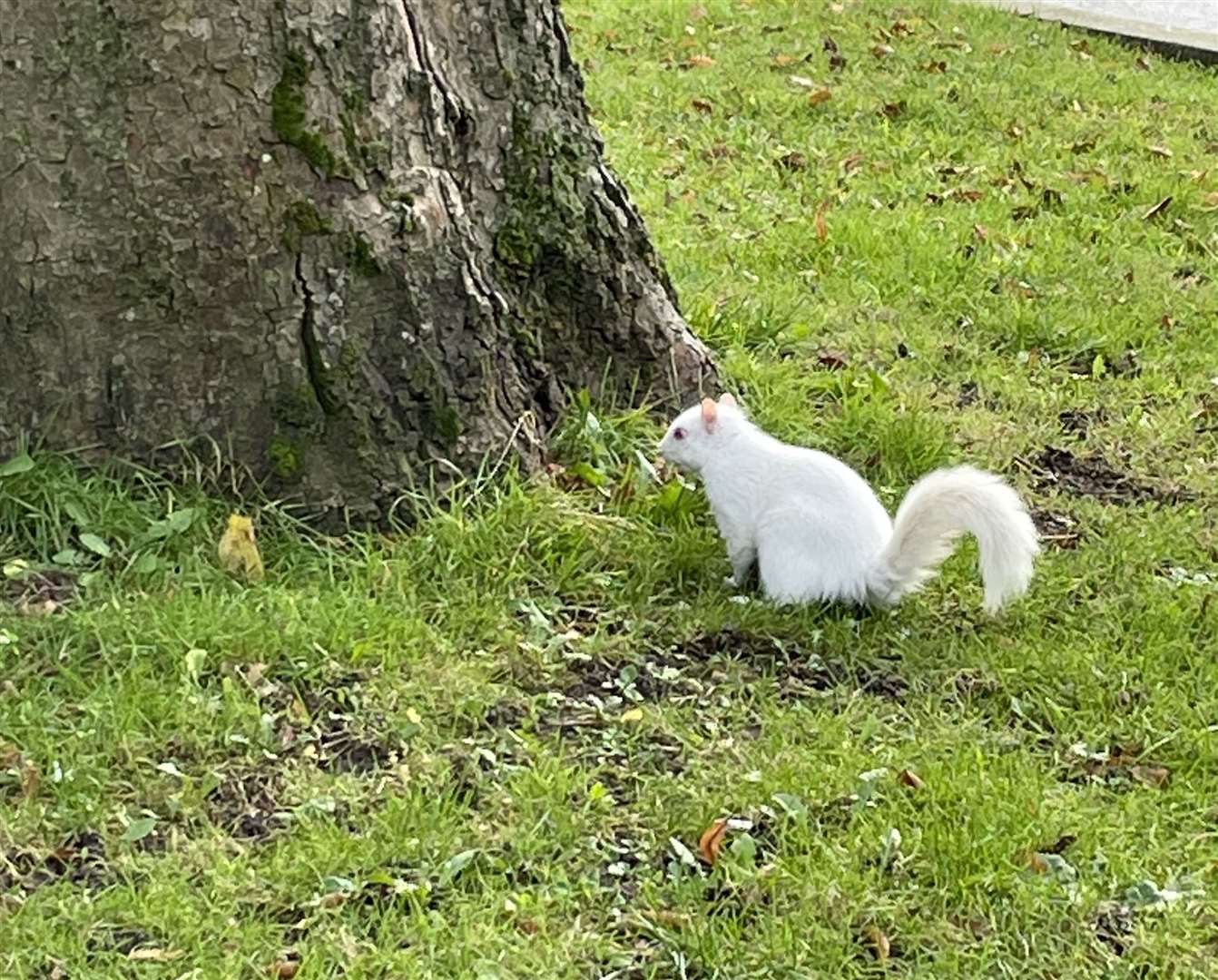 An albino squirrel spotted in Chatham cemetery grounds. Picture: Lewis Keemar