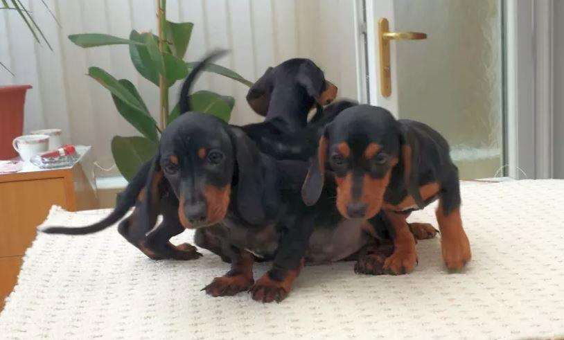 The miniature “teacup” dachshund puppies