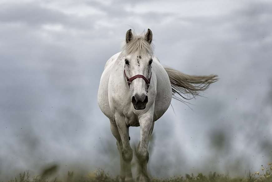 Horse. Stock image. Pixabay