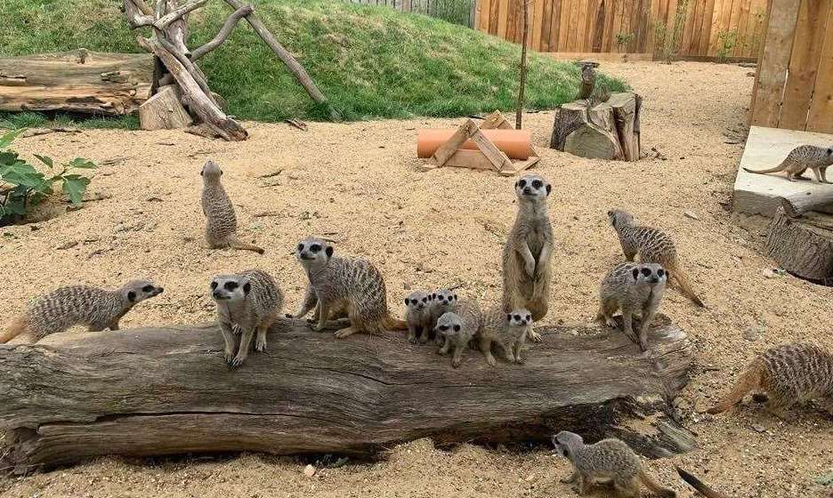 Fancy sharing lunch with the meerkats at the Fenn Bell Inn? Picture: The Fenn Bell Conservation Project