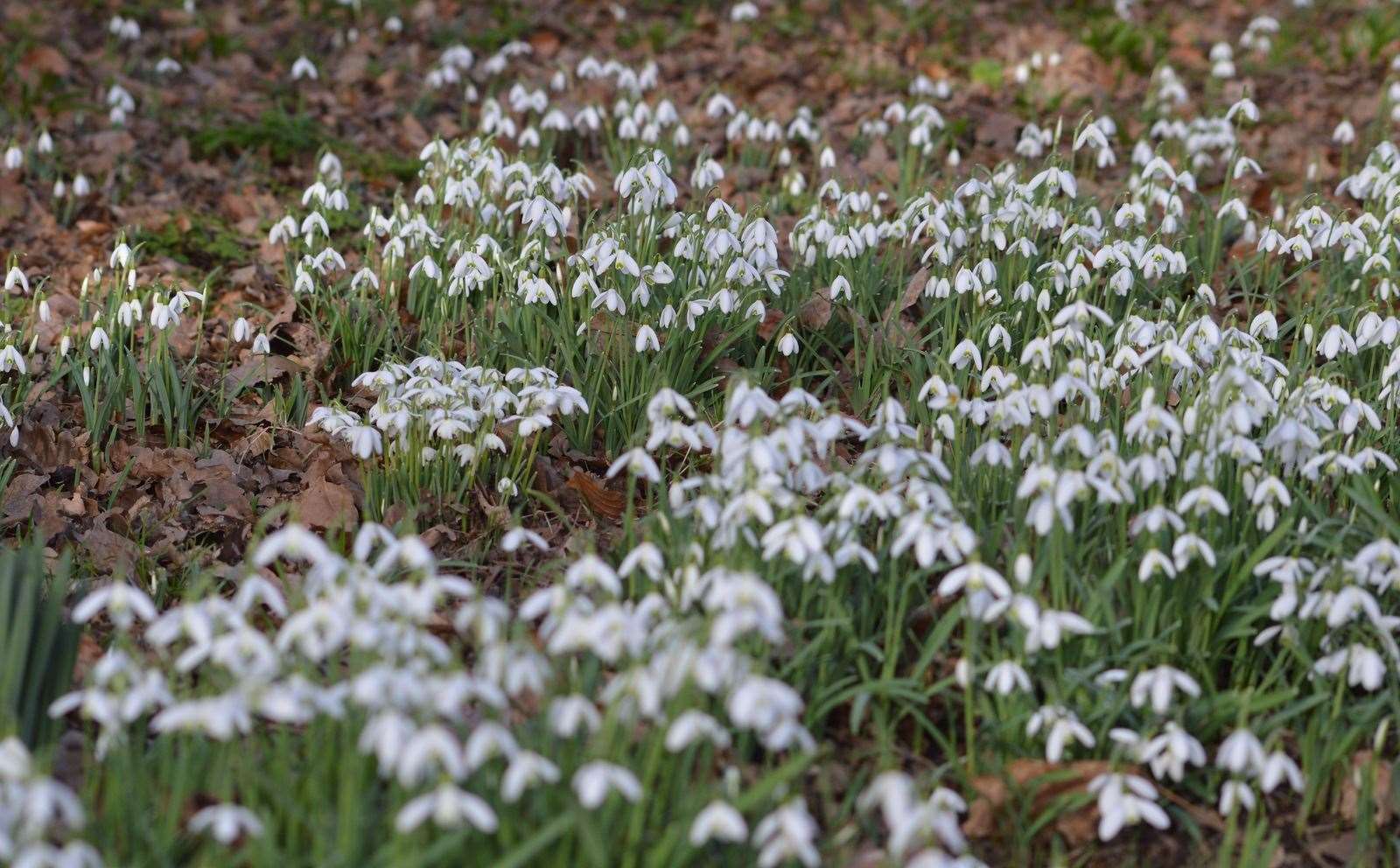 The garden at Knowle Hill Farm has been grown over 40 years around the snowdrops. Picture: National Garden Scheme