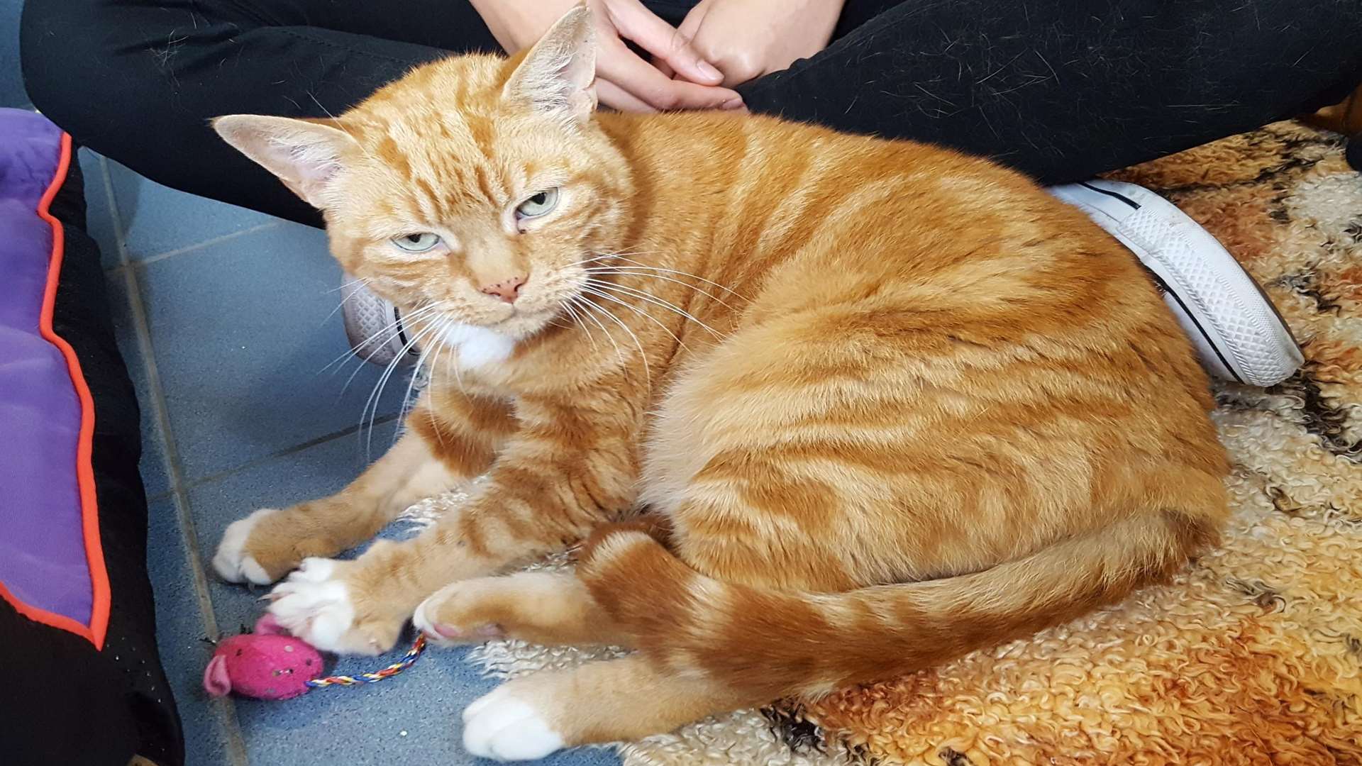 Eight-year-old Tommy is very affectionate and loves attention