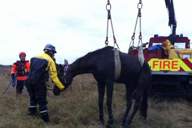 The horse was assessed by a vet and the RSPCA after it was pulled from the water.