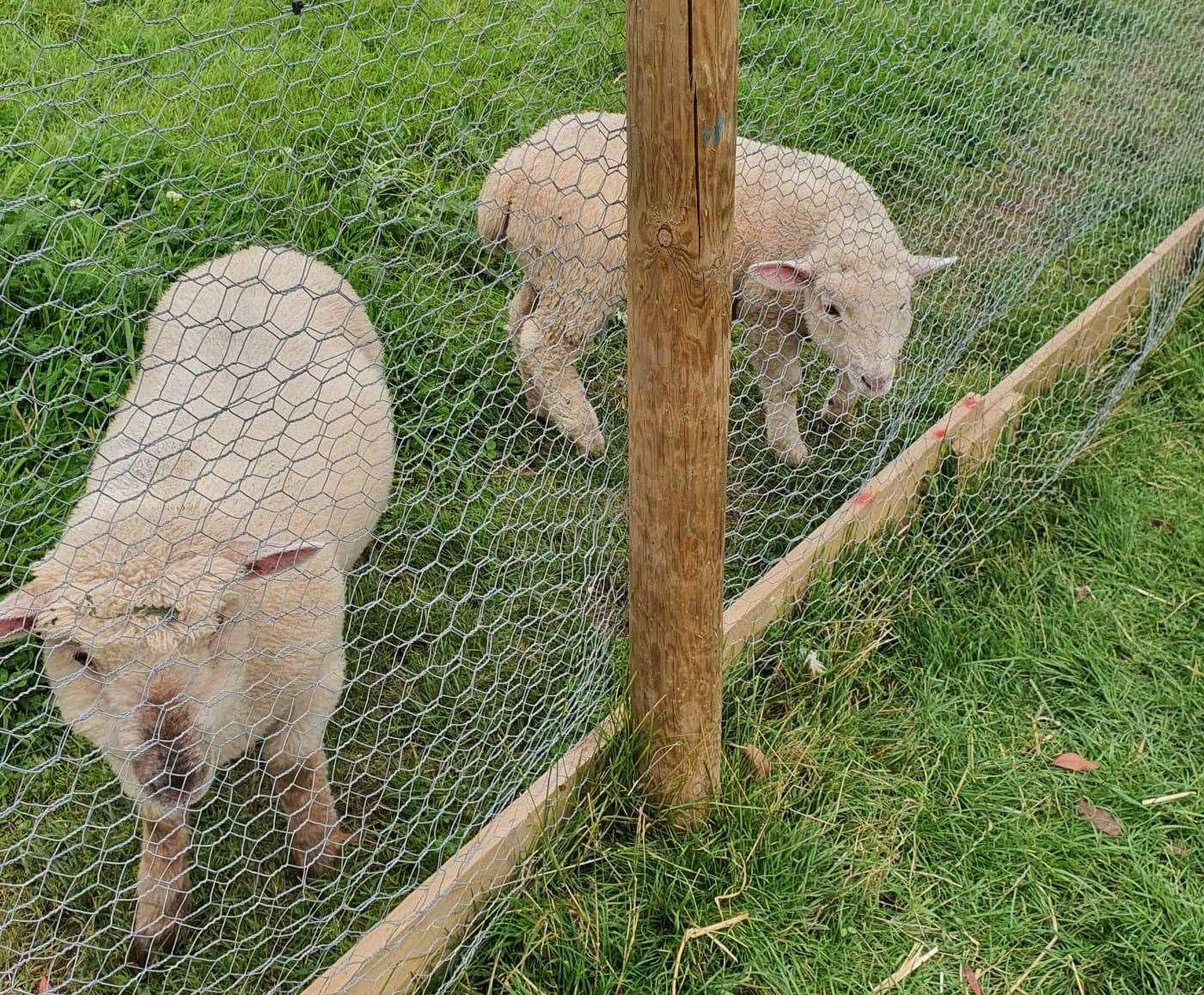 Mr Harris hand-reared the pair, pictured as lambs, himself. Picture: Leon Harris