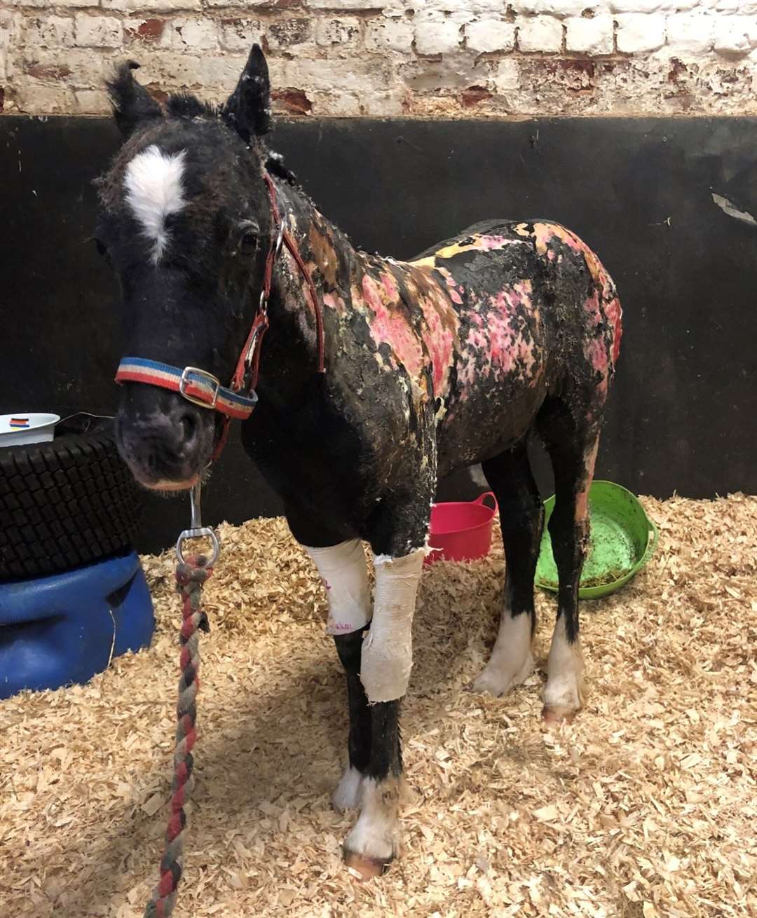 Phoenix with his injuries from the suspected arson attack in Ash, near West Kingsdown