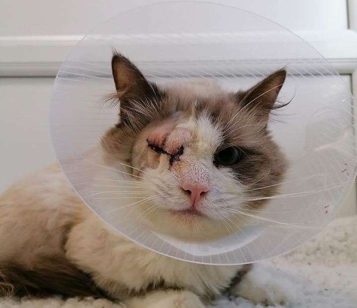 Artex has undergone surgery and is now in recovery. Picture: Bredhurst Cats Adoption centre Facebook