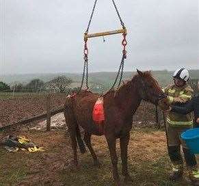The horse, called Paz, was rescued by fire crews yesterday. Picture: Kent Fire & Rescue Service (29942277)