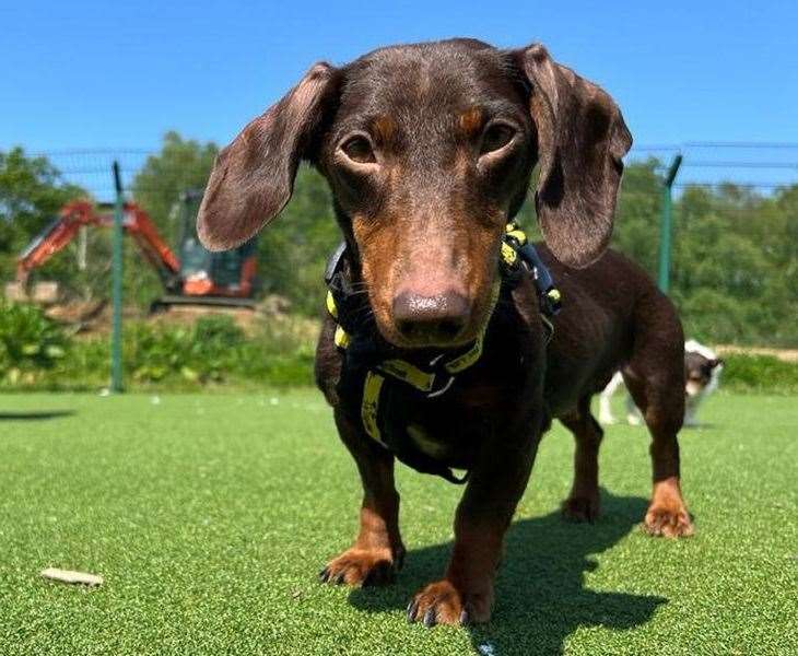 Miniature smooth-haired dachshund Ethel. Pic: Dogs Trust