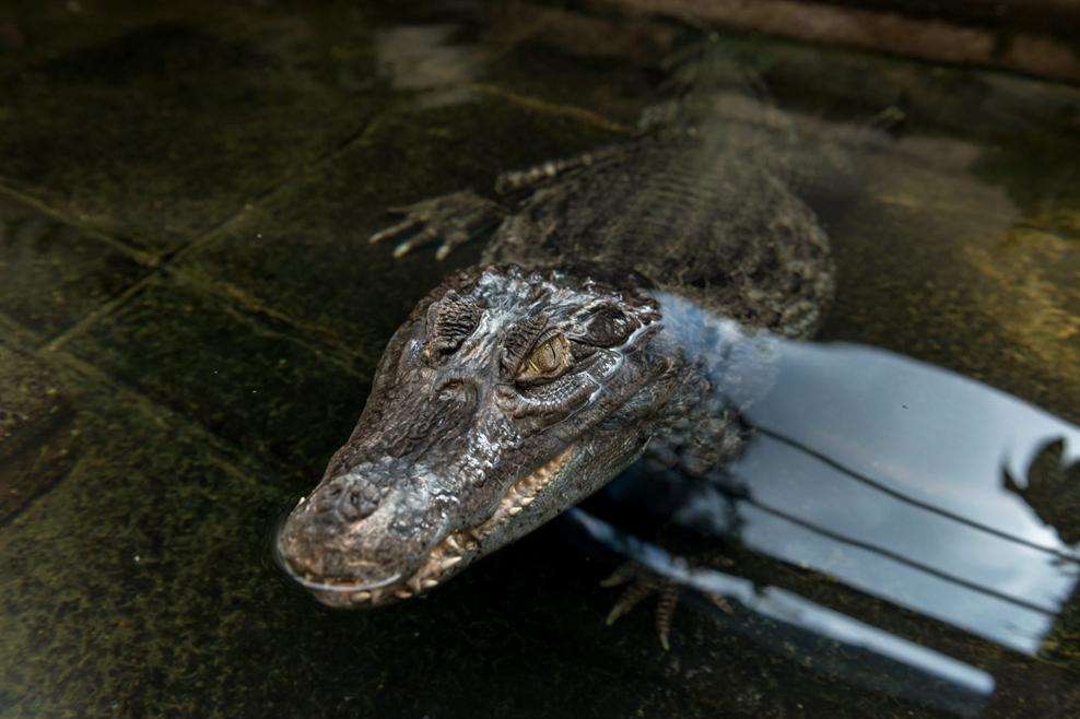 Chris Weller, 67, bought massive croc Caesar eight years ago when he was less than 1ft long.