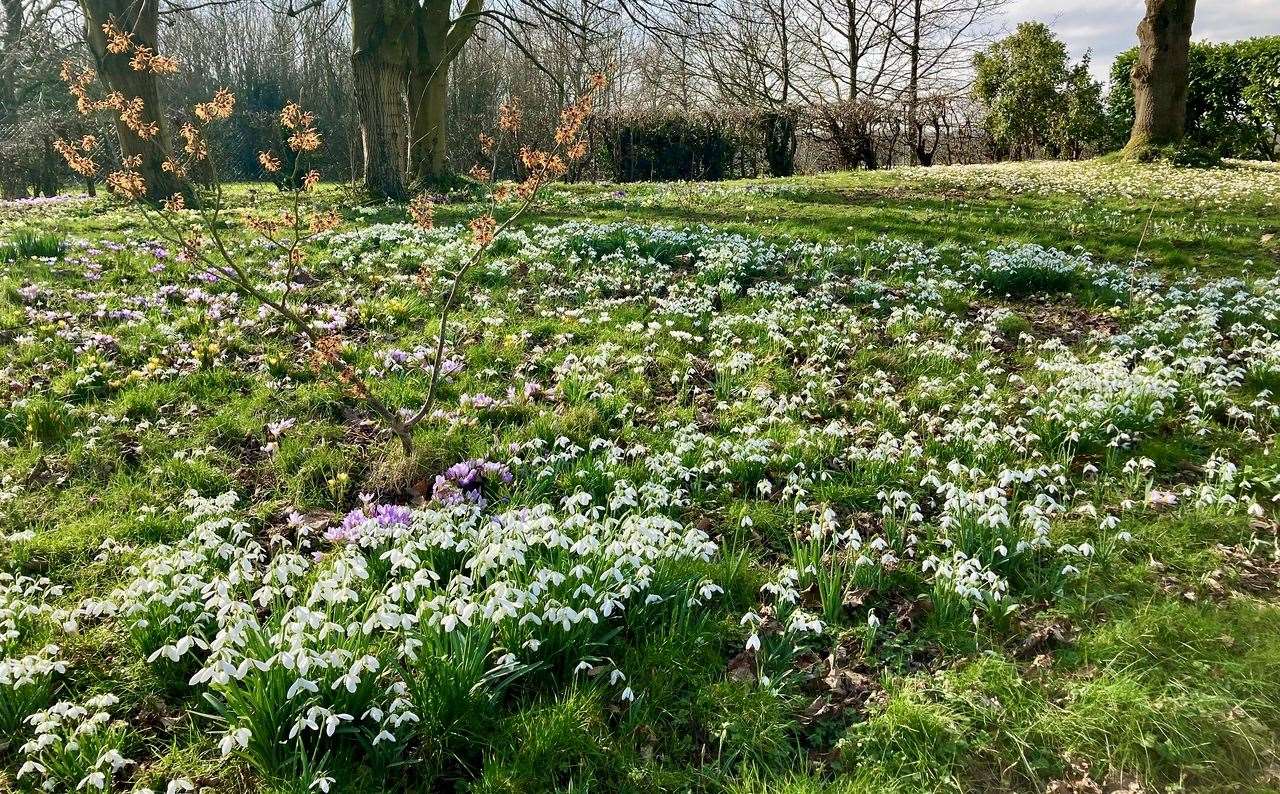 This winter is the first time that Fairseat Manor has been part of the National Garden Scheme. Picture: National Garden Scheme