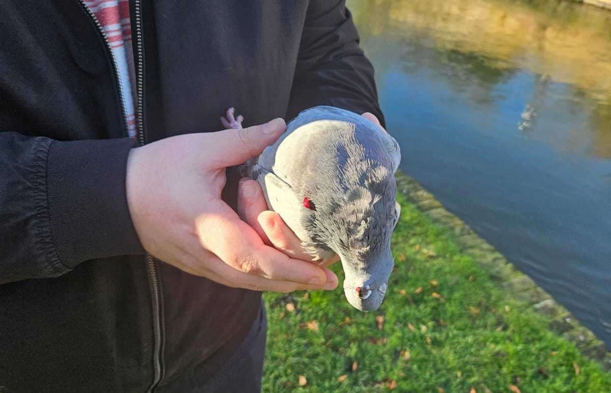 A pigeon was killed by yobs in Westgate Gardens, Canterbury
