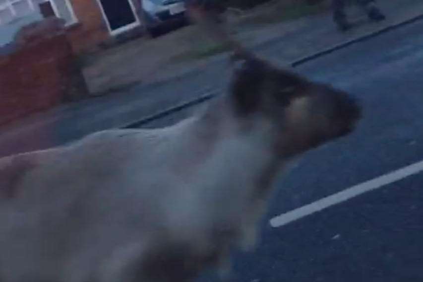 Prancer was on the loose in Loose, Maidstone
