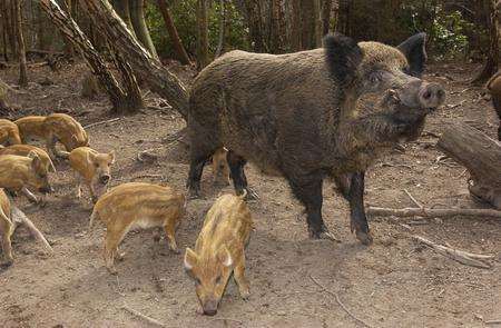 Boris the Wild Boar and his Piglets at Wildwood, Herne Common.