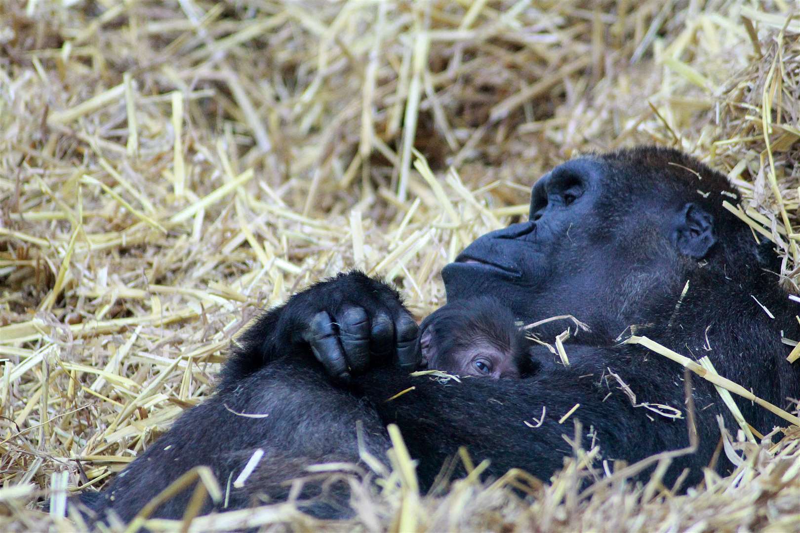 A baby gorilla born at Port Lympne in 2020. Photo: Leanne Smith