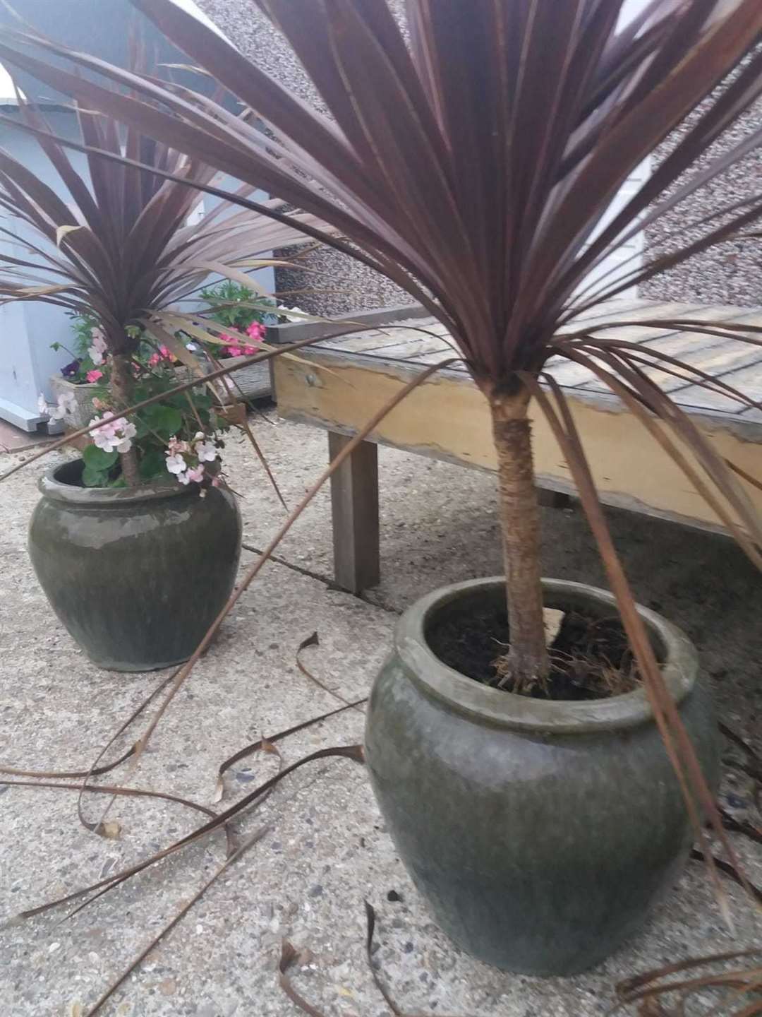 The stolen cordylines (pictured) were returned by a masked man last Thursday evening