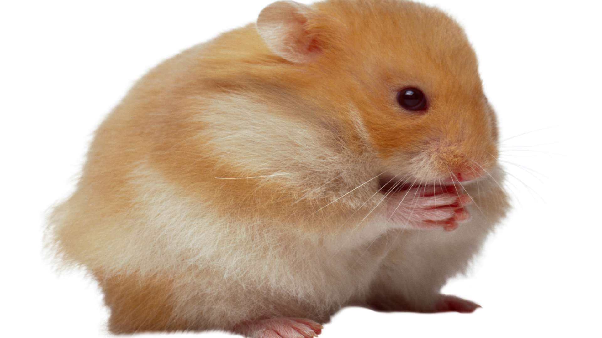 Fox admitted killing a hamster. Stock image