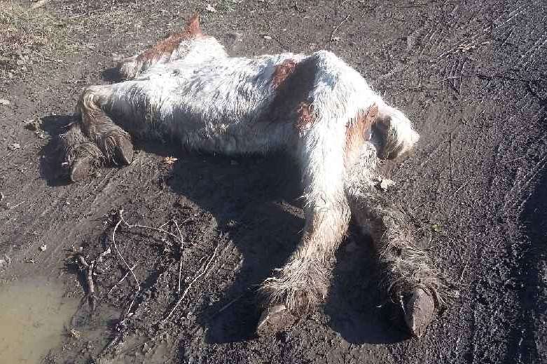The foal carcass was dumped in a farmers drive.