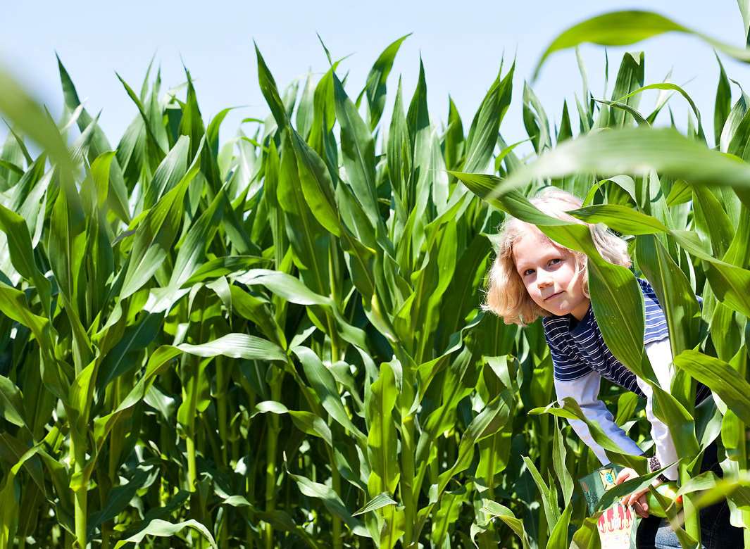 Go and get lost in the Maize Maze at Penshurst
