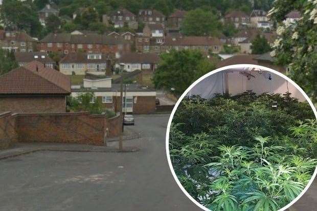 Police were called to Princes Street, where cannabis plants like those pictured had previously been grown Pic: GoogleStreetView