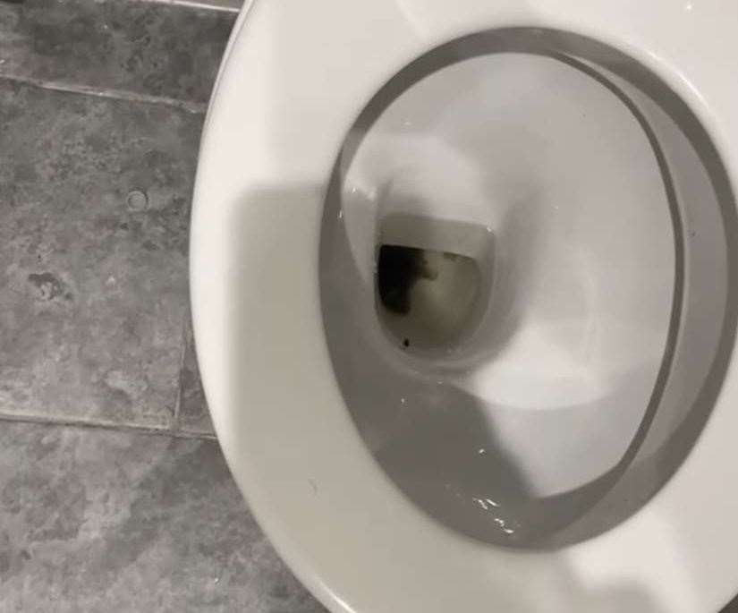 One of the two rats found in the toilet by Elle Silvester and her housemates. Picture: Elle Silvester