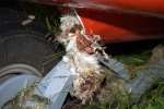 The mangled remains of a bird which caused the plane's forced landing. Picture: Keith Butler