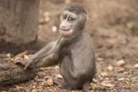 Competition to christen. What should this baby monkey be called?. Picture by David Rolfe.