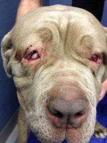 Neapolitan mastiff Flo who needs surgery to lift the skin from her eyes