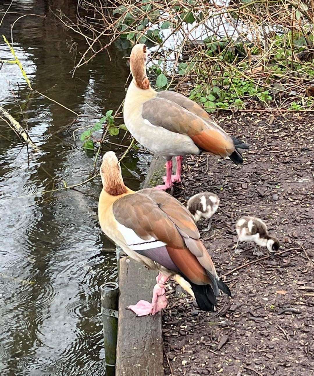 Elena the goose was helped by a team from Dartford Animal Rescue. Photo credit: Dartford Animal Rescue