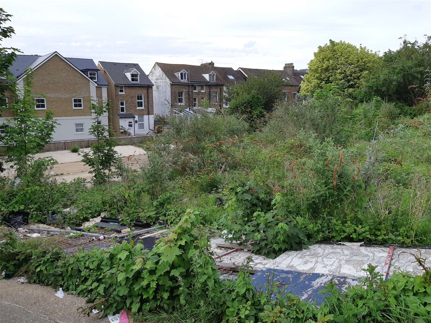 An entire section of the site is now overgrown.  Photo: Sam Lennon KM