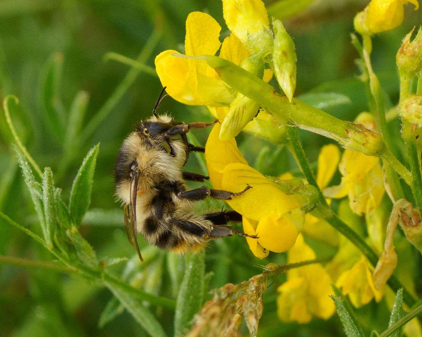 A shrill carder bee at Victory Wood, Whitstable. Picture: Claire Inglis