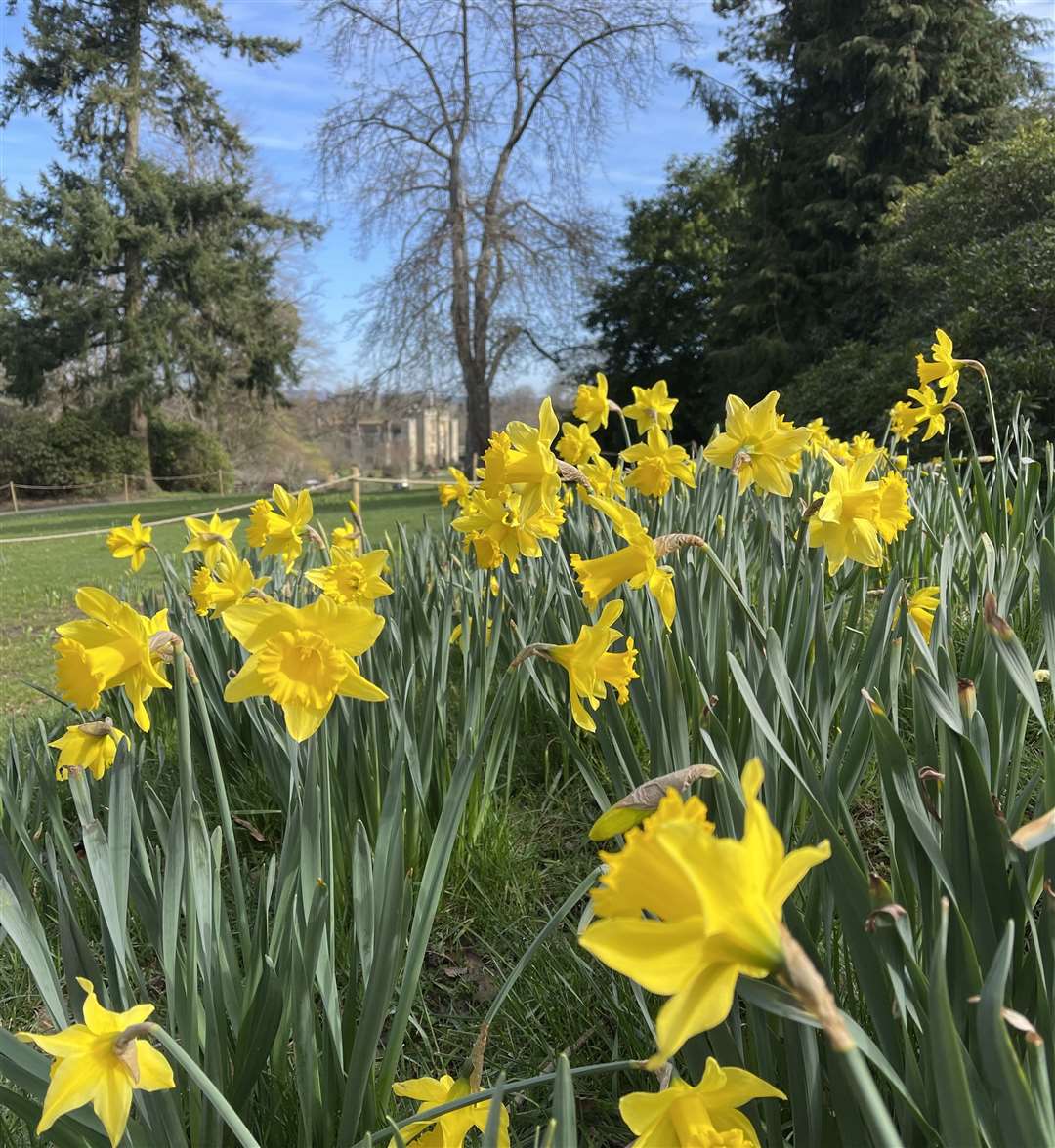Bright yellow and in bloom. Picture: Vikki Rimmer