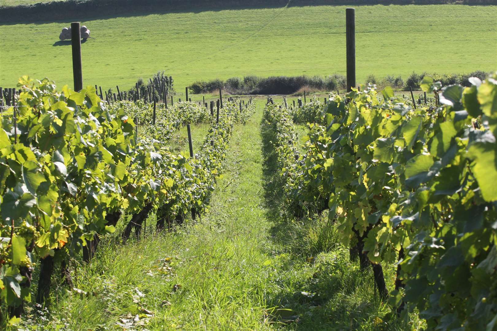 Those behind the proposals say their company will "kick-start a wine revolution in England"
