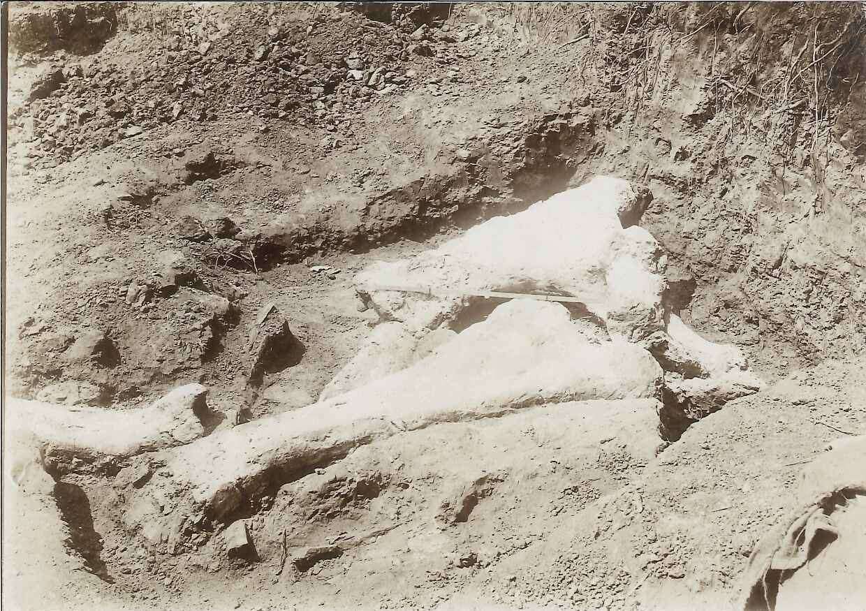 Bones unearthed at the Upnor dig in 1916. Picture courtesy of Rochester Guildhall Museum