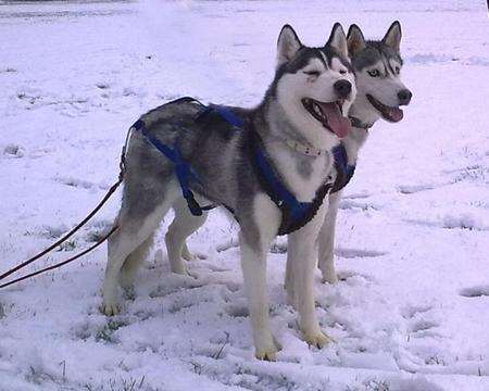 Siberian huskies enjoy a spot of sledging with their owners at the cricket pitch in Broadstairs