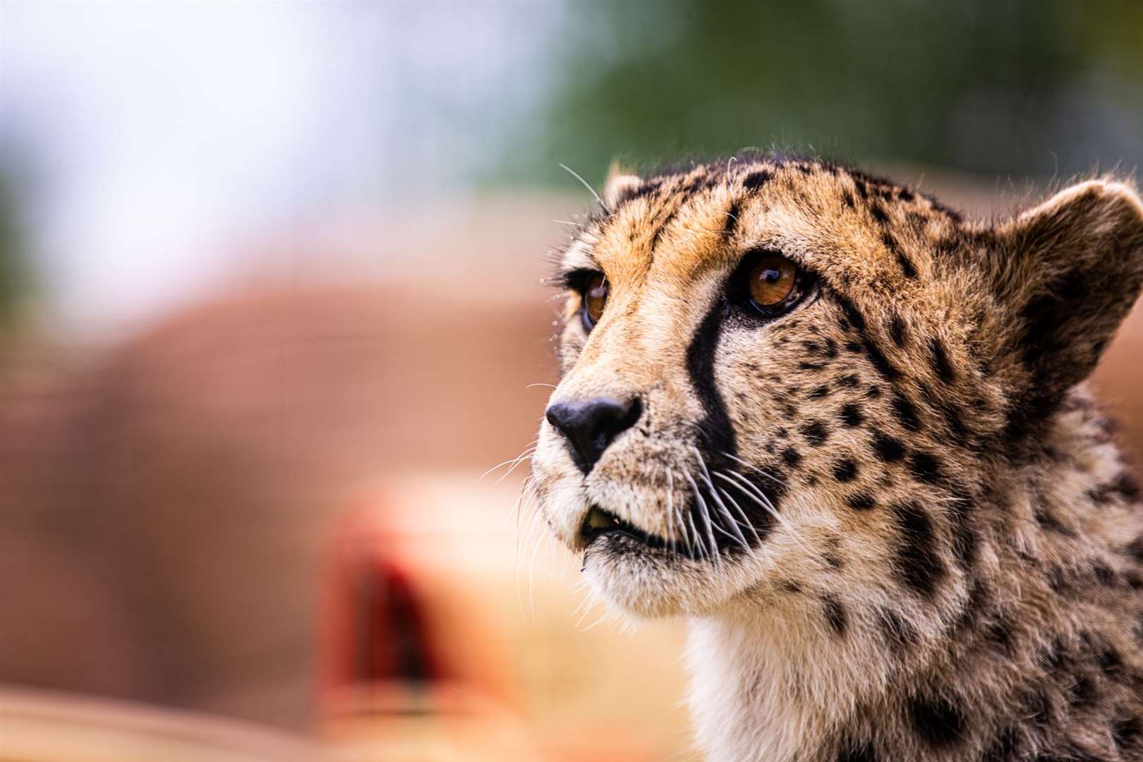 Entrants for the raffle could win an overnight stay at the Big Cat Sanctuary