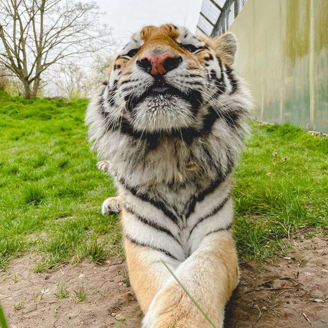Arina the Amur tiger has died at the age of 10. Picture: Howletts, the Aspinall Wild Animal Park/Facebook