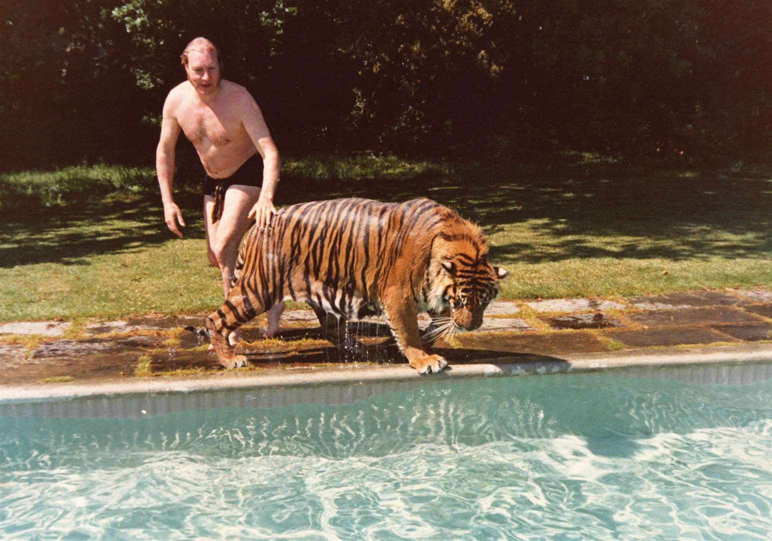 Howletts founder John Aspinall with his tigers in the 70s