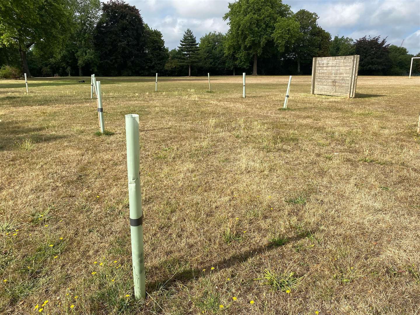 Tree whips planted at Rainham Recreation Ground have struggled with drought and vandalism. Images: Stuart Bourne