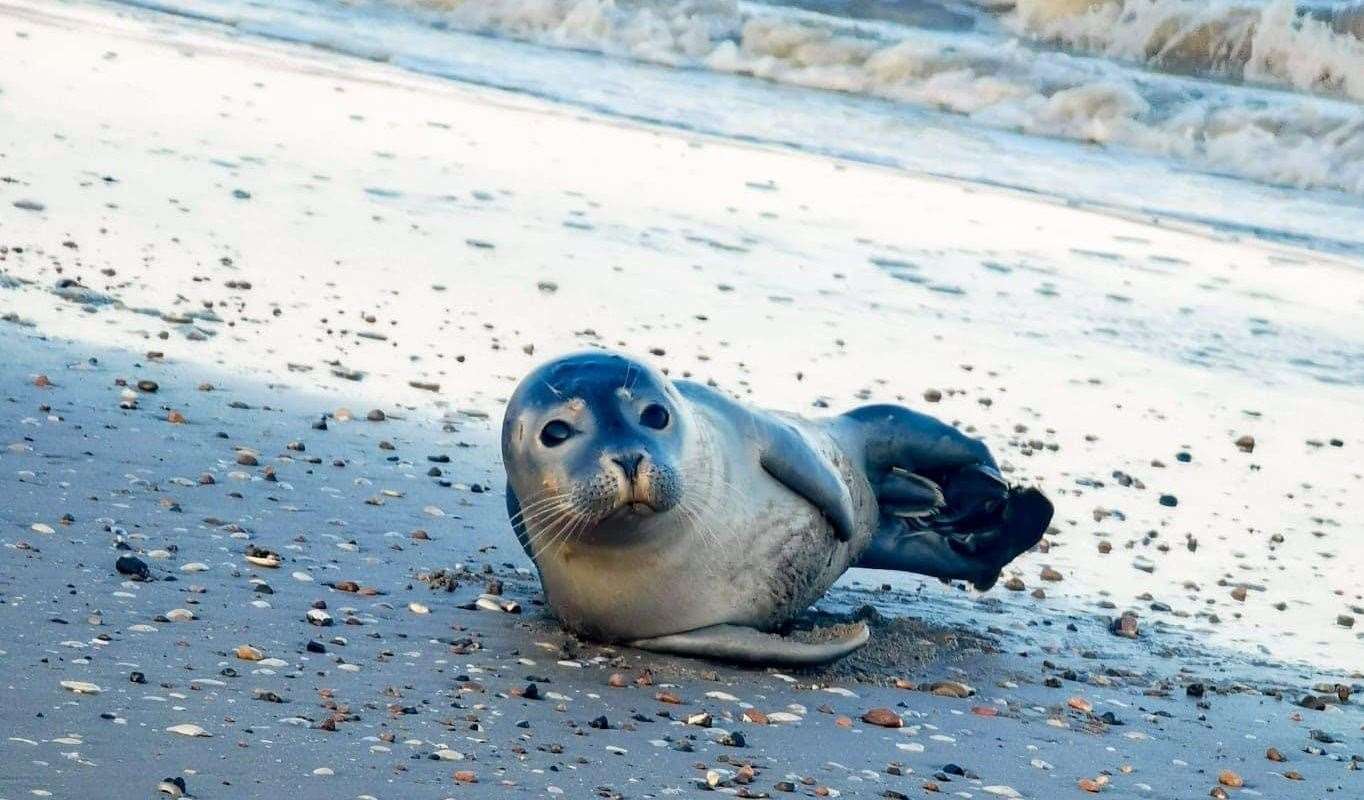 The walker said she felt very lucky to have seen the seal