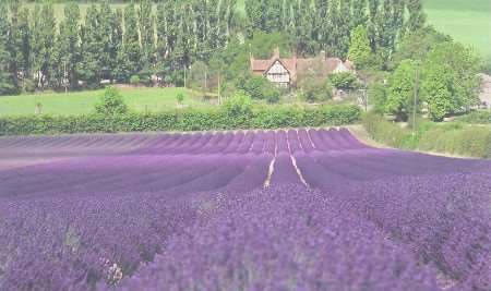 Lavender fileds at The Hop Farm near Sevenoaks. Picture: VIKKI RIMMER