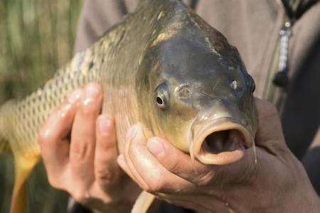 Anglers should throw carp back into the water