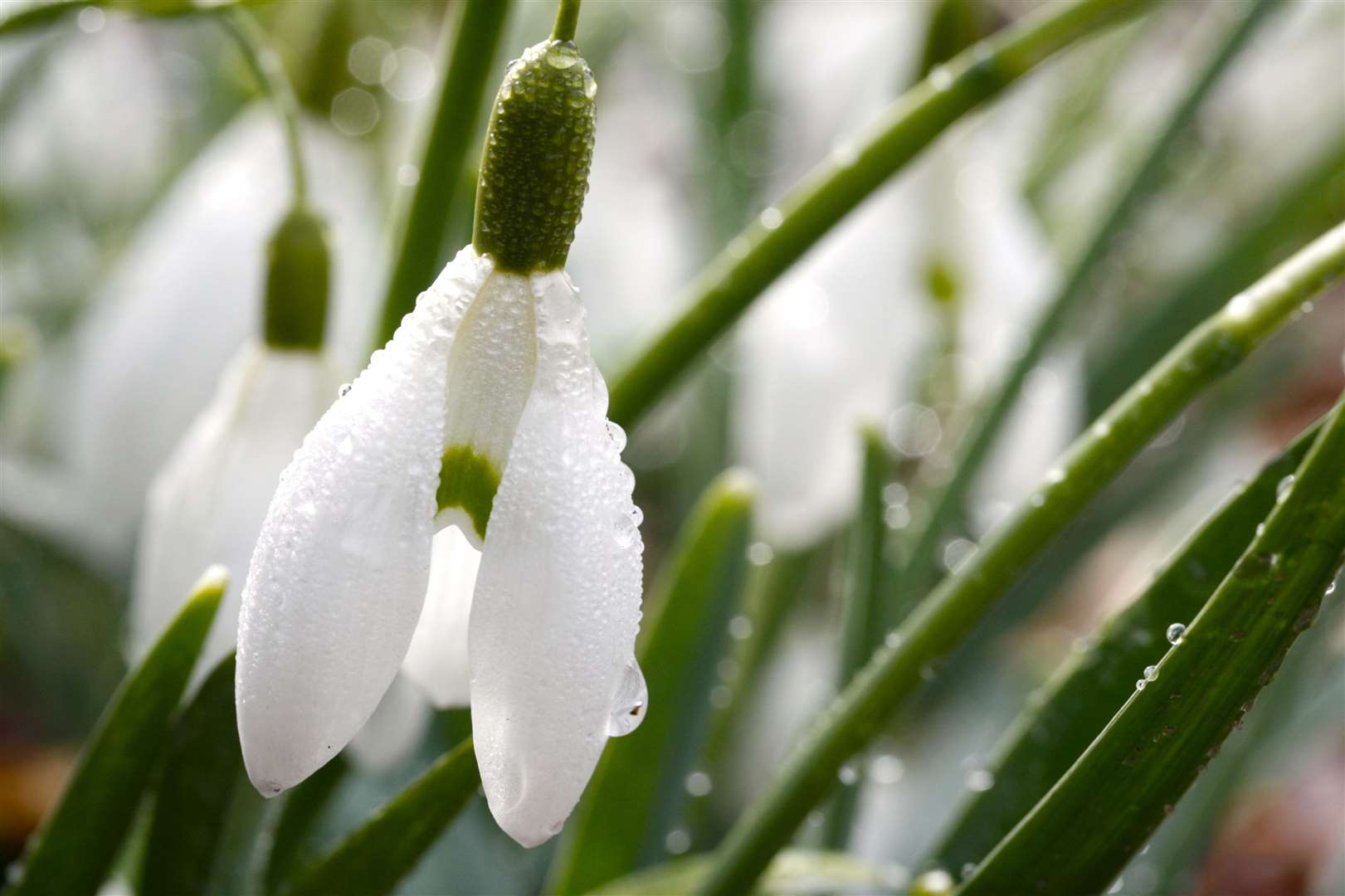 Some snowdrops are very sought-after