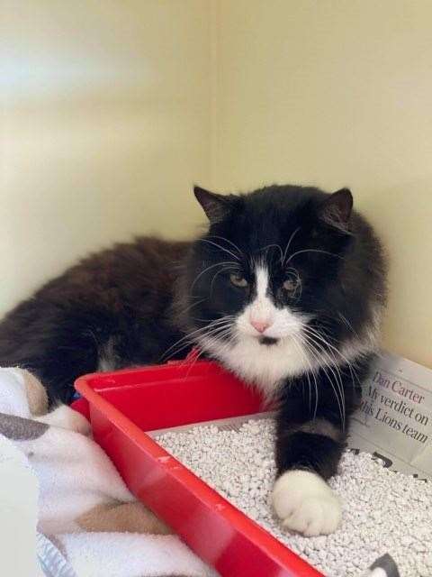 Brewster the cat is looking for a new home in Swale after having a hernia operation. Picture: Swale Cats Protection