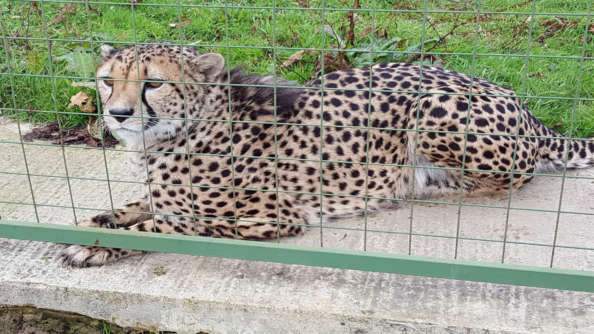 A cheetah escaped from its enclosure at Port Lympne
