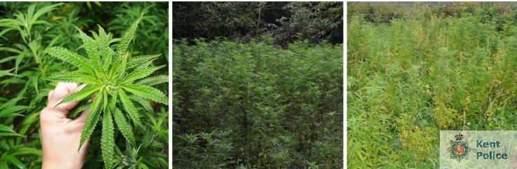 Cannabis growing at the site