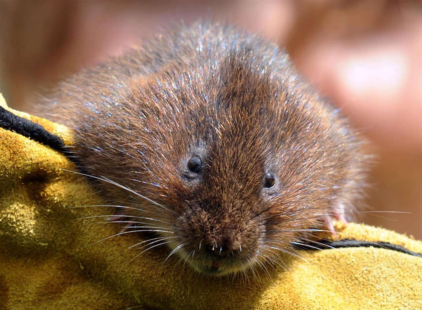 Water voles are among the species hoping to be helped under the scheme (Barry Batchelor/PA)
